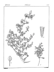 corchorus humilis