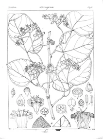 cordia abligua