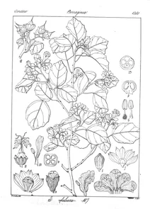 cordia fulvosa