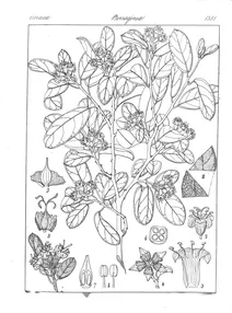 cordia perrottetii