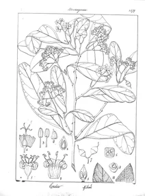 cordia rothii