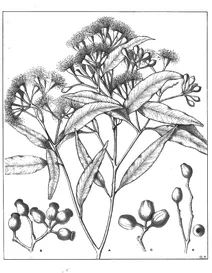Corymbia gummifera, 1904-1922