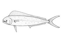 Coryphaena hippurus (махі-махі, або долфінова риба)
