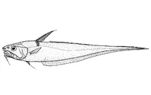Coryphaenoides rudis (хвостокол rudis)