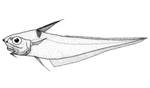 Coryphaenoides serrulatus (дрібнозубчастий хвостокол)