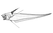 Coryphaenoides subserrulatus (довгопроменевий хвостокол)