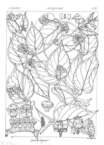 Cosmostigma acumicatum