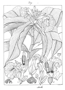 costus speciosus