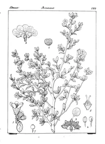 cotoneaster buxifolius