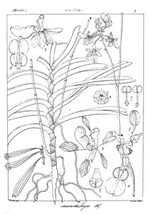 cottonia macrostachya