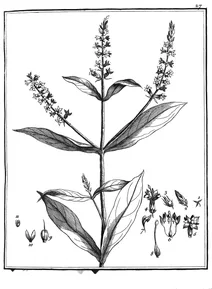 Coutoubea spicata aublet, 1775