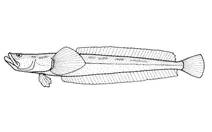 Crapatalus novaezelandiae (новозеландський піщаний зореглядач)