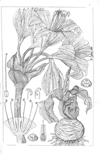 crinum latifolium