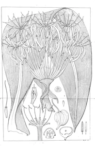 crinum toxicarum