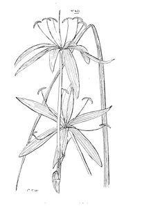 crinum uniflorum