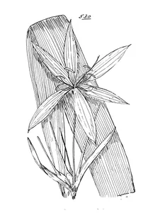 crinum venosum
