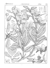 crotalaria barbata