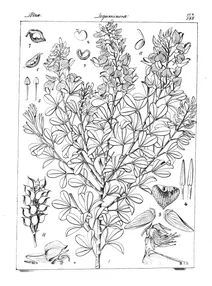crotalaria notonii