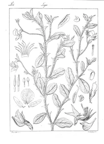 crotalaria rubiginosa