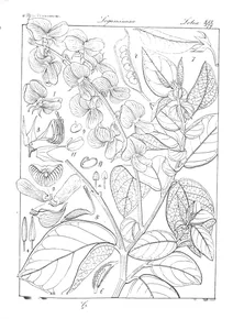 crotalaria wallichiana