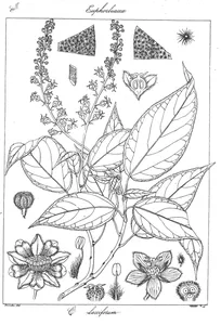 croton lacciferum