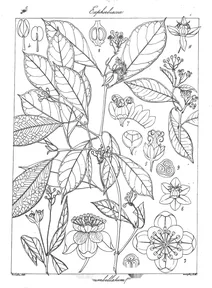 croton umbellatum