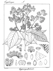 cryptocarya floribunda