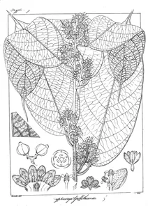 cryptocarya griffithiana