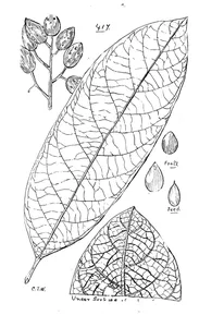 cryptocarya mackinnoniana