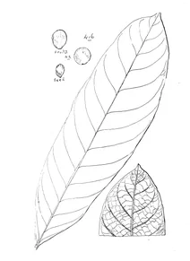 cryptocarya murrayi