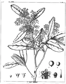 Cryptocarya obovata