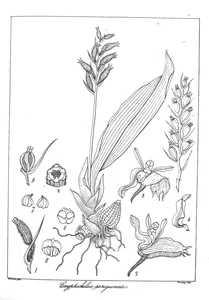 cryptochilus sanguinea
