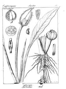 cryptocoryne ciliata та ambrosinia ciliata