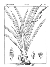 cryptocoryne retrospiralis та ambrosinia retrospirale