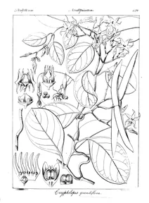 cryptolepis grandiflora