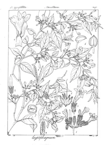 cryptophragmium axillare