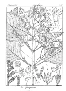 cryptophragmium canescens