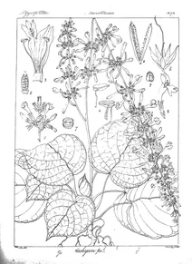 cryptophragmium polyanthum