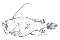 Cryptopsaras couesii (морський диявол із трьома бородавками)