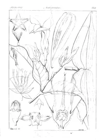 cryptostegia grandiflora та jerium grandiflorum