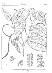 cubeba wallichii