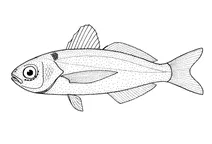 Cubiceps caeruleus (синя товстоголова рибка)