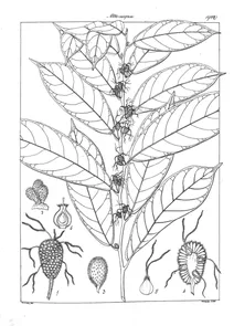 cudrania javanensis