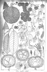 cullenia excelsa