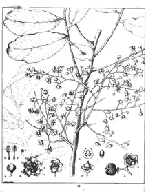 Cupaniopsis anacardioides