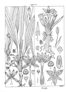 curculigo malabarica та curculigo brevifolia