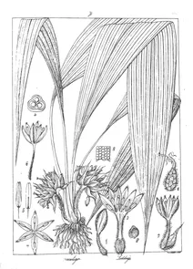 curculigo sumatrana