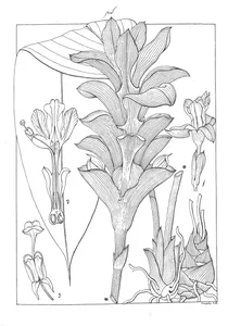 curcuma aromatica