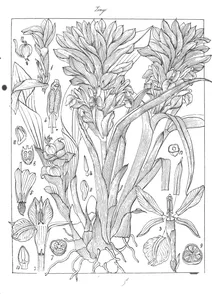 curcuma neilgherrensis