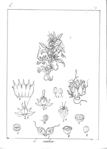 cuscuta arabica